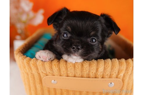 成約済の静岡県のチワワ(ロングコート)-304038の2枚目