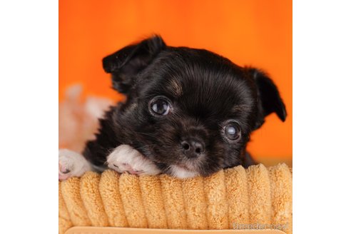 成約済の静岡県のチワワ(ロングコート)-304038の1枚目