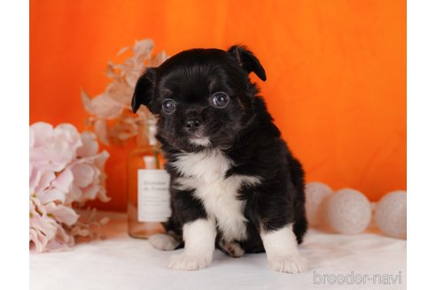 成約済の静岡県のチワワ(ロングコート)-304038の3枚目