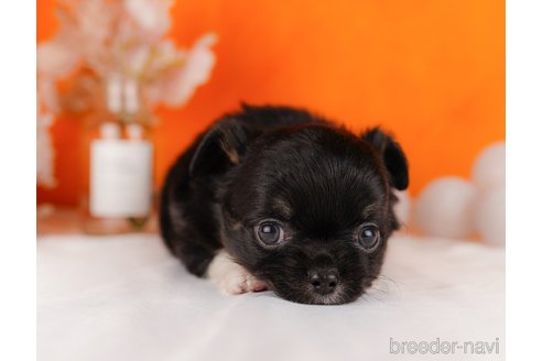 成約済の静岡県のチワワ(ロングコート)-304038の4枚目