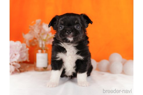 成約済の静岡県のチワワ(ロングコート)-304038の5枚目