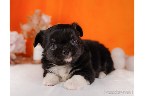 成約済の静岡県のチワワ(ロングコート)-304038の6枚目