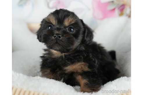 成約済の静岡県のミックス犬-304040の3枚目