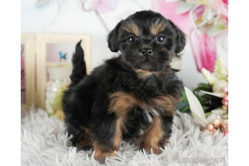 成約済の静岡県のミックス犬-304040の2枚目