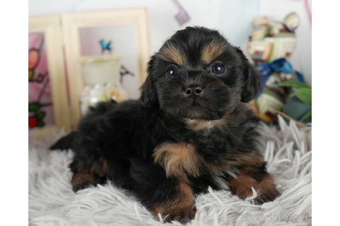 成約済の静岡県のミックス犬-304040の4枚目