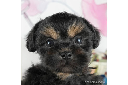 成約済の静岡県のミックス犬-304040の5枚目