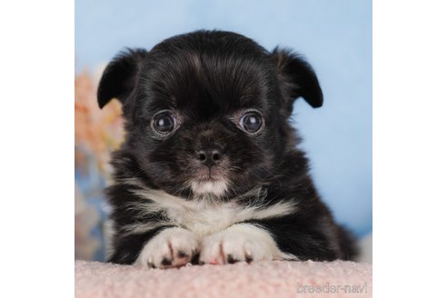 成約済の静岡県のチワワ(ロングコート)-304042の1枚目