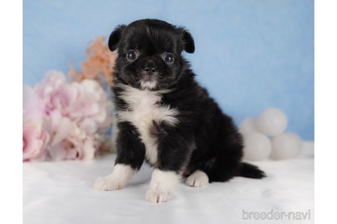 成約済の静岡県のチワワ(ロングコート)-304042の2枚目