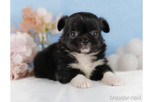 成約済の静岡県のチワワ(ロングコート)-304042の3枚目