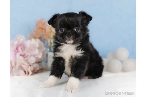 成約済の静岡県のチワワ(ロングコート)-304042の5枚目