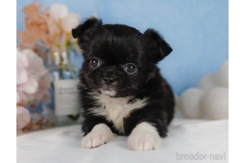 成約済の静岡県のチワワ(ロングコート)-304042の4枚目