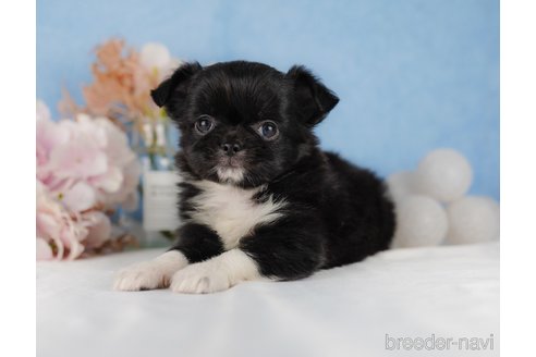 成約済の静岡県のチワワ(ロングコート)-304042の6枚目