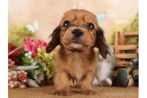 成約済の静岡県のミニチュアダックスフンド(ロングヘアード)-304046の6枚目