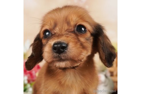 成約済の静岡県のミニチュアダックスフンド(ロングヘアード)-304046の2枚目