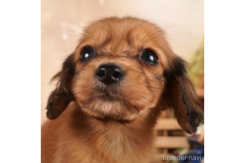 成約済の静岡県のミニチュアダックスフンド(ロングヘアード)-304046の1枚目