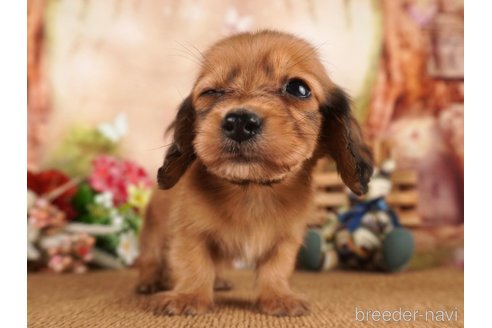 成約済の静岡県のミニチュアダックスフンド(ロングヘアード)-304046の3枚目