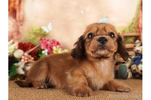 成約済の静岡県のミニチュアダックスフンド(ロングヘアード)-304046の4枚目