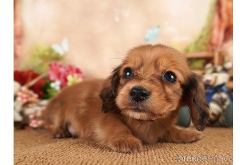 成約済の静岡県のミニチュアダックスフンド(ロングヘアード)-304046の5枚目