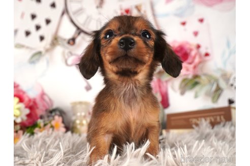 成約済の静岡県のミニチュアダックスフンド(ロングヘアード)-304048の2枚目