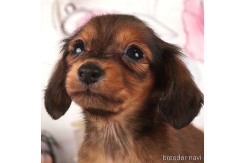 成約済の静岡県のミニチュアダックスフンド(ロングヘアード)-304048の1枚目