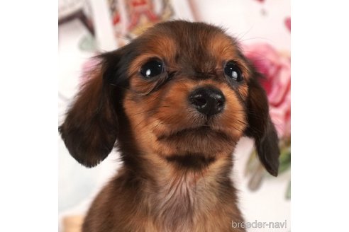 成約済の静岡県のミニチュアダックスフンド(ロングヘアード)-304048の3枚目