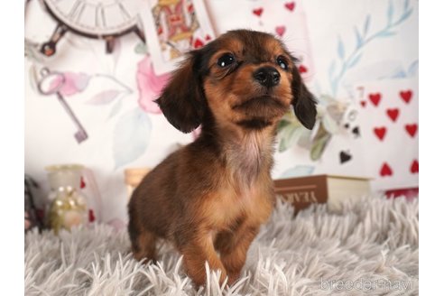 成約済の静岡県のミニチュアダックスフンド(ロングヘアード)-304048の4枚目