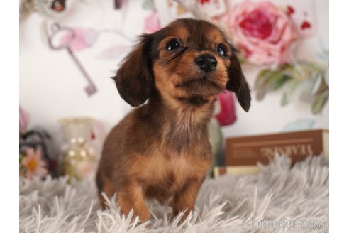 成約済の静岡県のミニチュアダックスフンド(ロングヘアード)-304048の5枚目