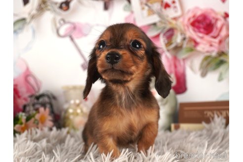 成約済の静岡県のミニチュアダックスフンド(ロングヘアード)-304048の6枚目