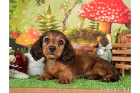 成約済の静岡県のミニチュアダックスフンド(ロングヘアード)-304052の3枚目