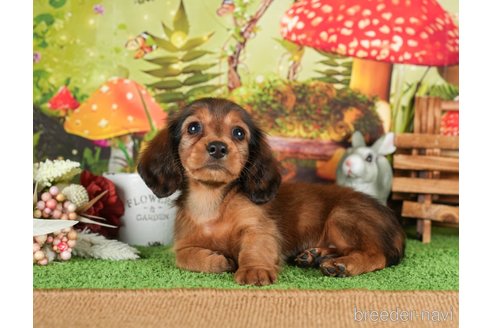 成約済の静岡県のミニチュアダックスフンド(ロングヘアード)-304052の4枚目