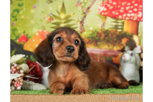 成約済の静岡県のミニチュアダックスフンド(ロングヘアード)-304052の5枚目