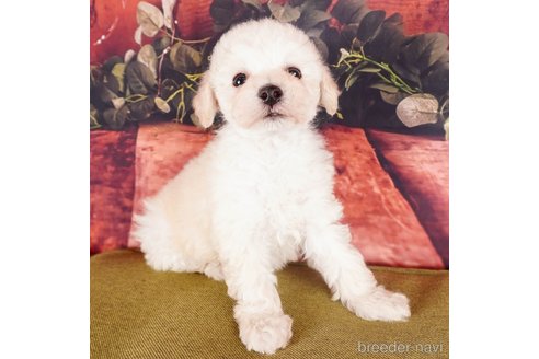 成約済の静岡県のトイプードル-304053の1枚目