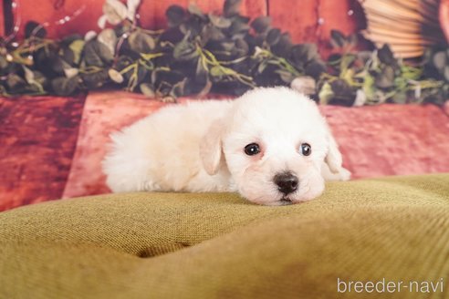 成約済の静岡県のトイプードル-304053の5枚目