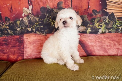 成約済の静岡県のトイプードル-304053の6枚目