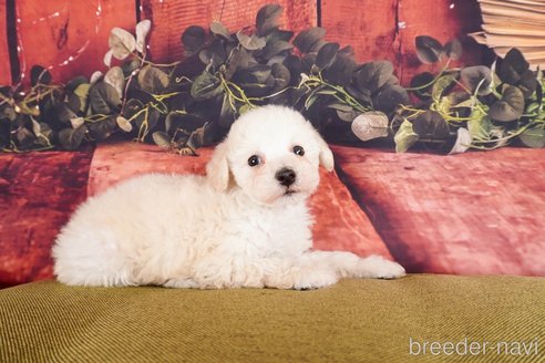 成約済の静岡県のトイプードル-304053の2枚目