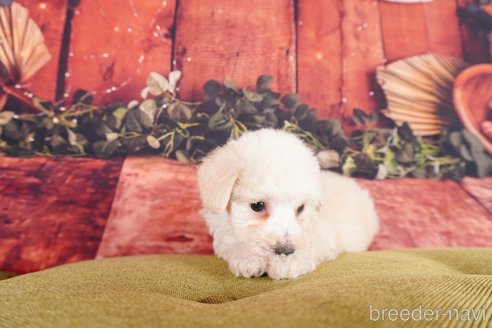 成約済の静岡県のトイプードル-304053の3枚目