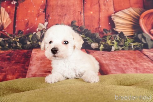 成約済の静岡県のトイプードル-304053の4枚目