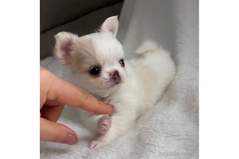成約済の福岡県のチワワ(ロングコート)-304056の5枚目