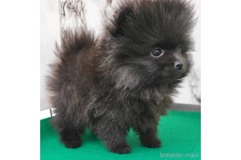 成約済の茨城県のポメラニアン-302648の25枚目