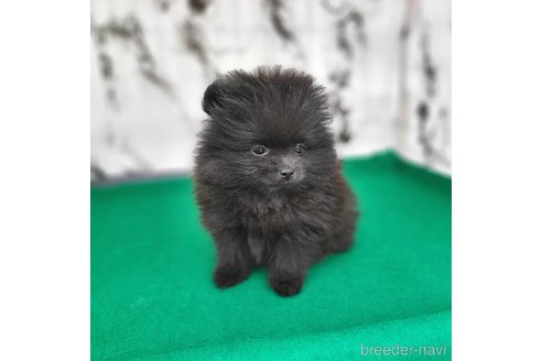 成約済の茨城県のポメラニアン-302648の21枚目