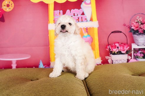 成約済の静岡県のトイプードル-304058の3枚目