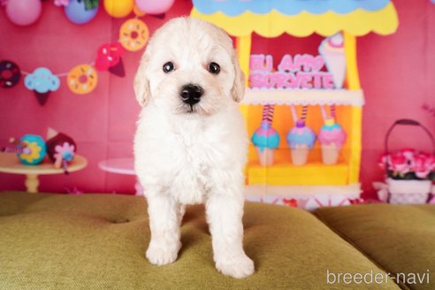 成約済の静岡県のトイプードル-304058の4枚目