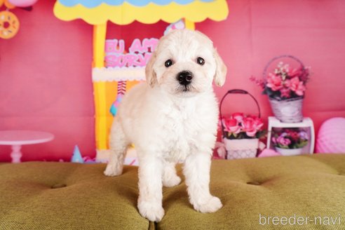 成約済の静岡県のトイプードル-304058の5枚目