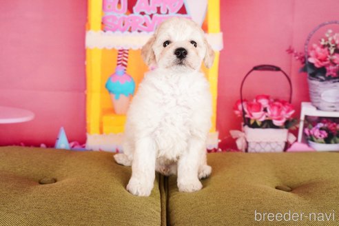 成約済の静岡県のトイプードル-304058の2枚目