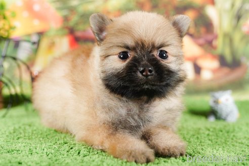 成約済の静岡県のポメラニアン-304060の2枚目