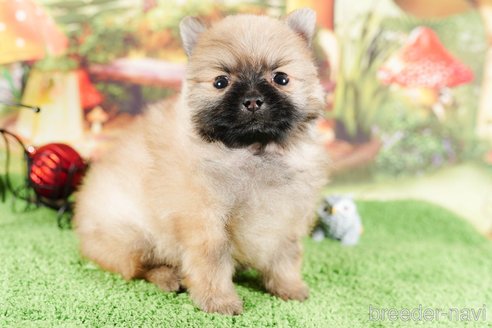 成約済の静岡県のポメラニアン-304060の3枚目