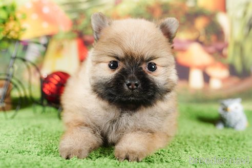 成約済の静岡県のポメラニアン-304060の4枚目