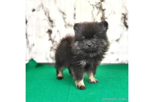 成約済の茨城県のポメラニアン-299648の58枚目