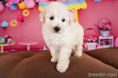 成約済の静岡県のトイプードル-304064の5枚目