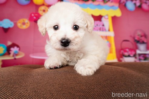 成約済の静岡県のトイプードル-304064